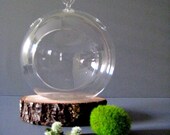 Create Your Own Globe Terrarium