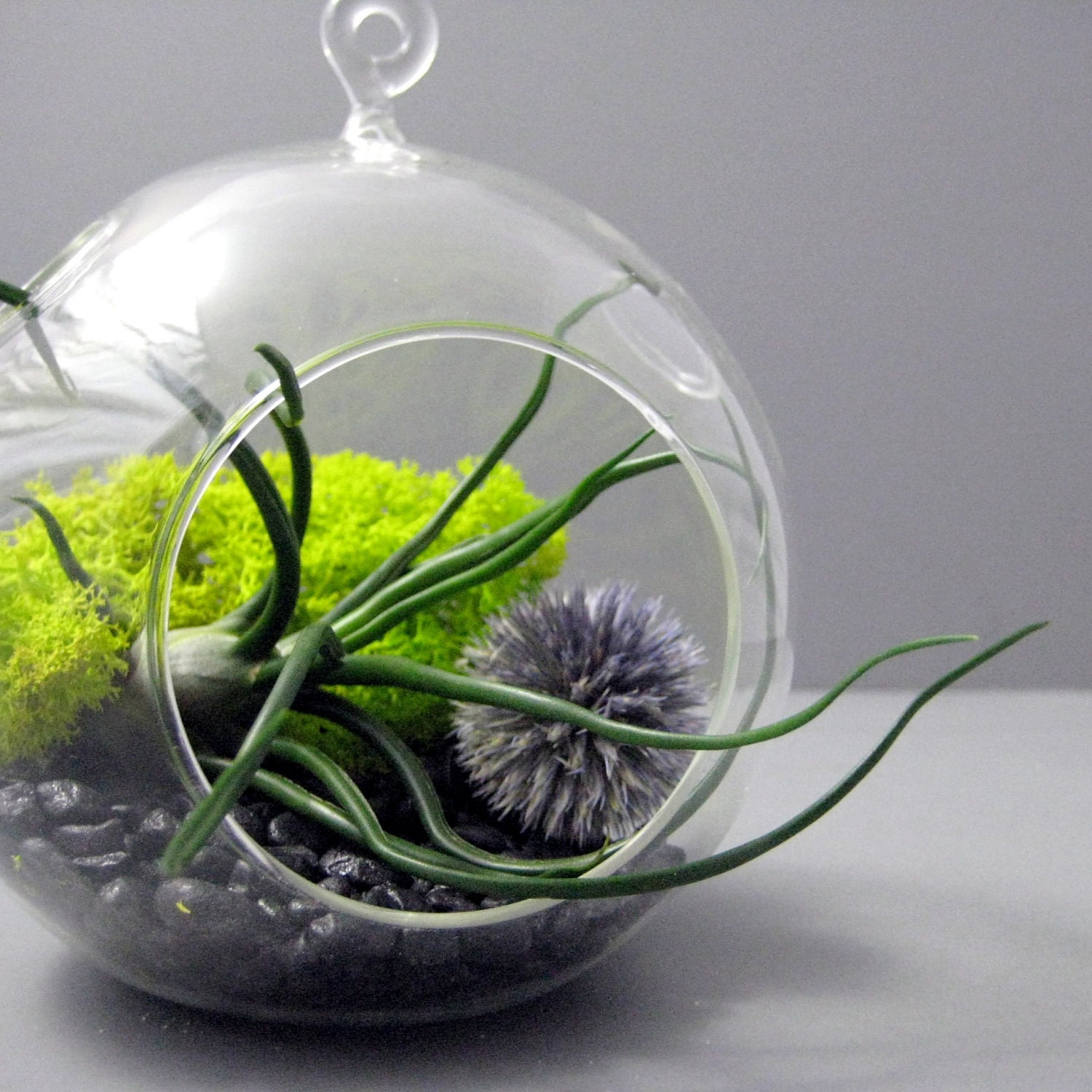 Bulbosa and Echinops Terrarium
