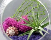 Fuchsia Purple Air Plant Terrarium