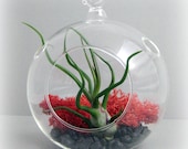 Mini Bulbosa Terrarium - Your Choice of Colors