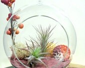 Pink Sand Tillandsia Terrarium
