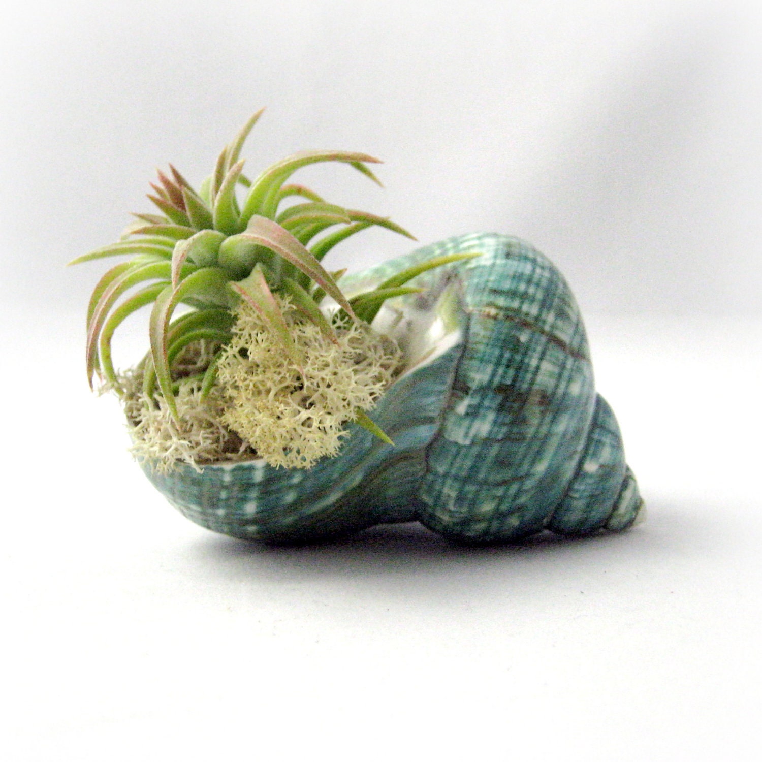 Turquoise Shell Air Plant // Terrarium