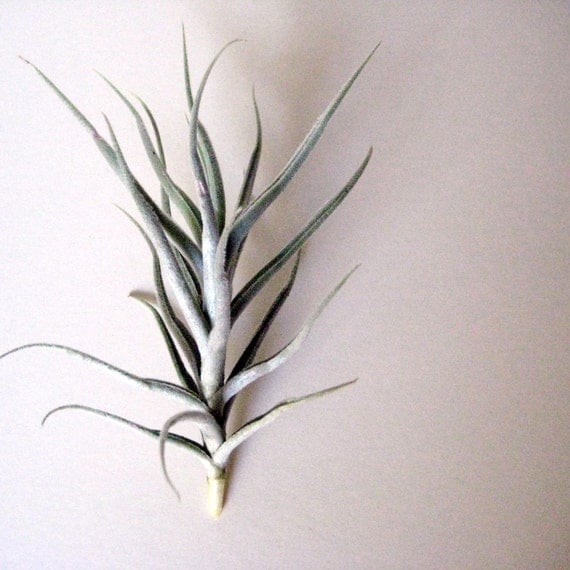 Tillandsia Paleacea // Air Plant // Terrarium