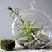 Green Layers Tillandsia Terrarium