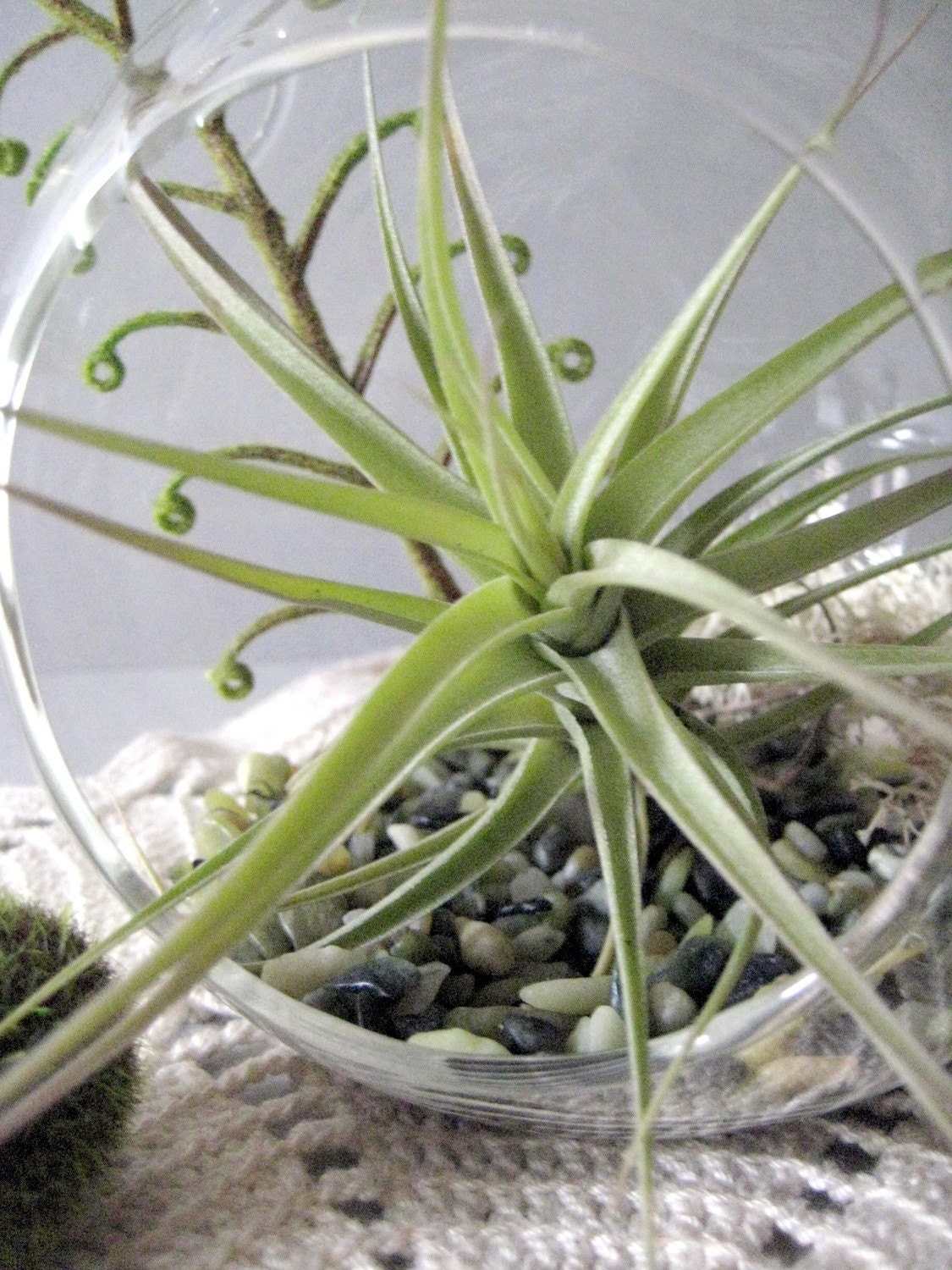 Green Layers Tillandsia Terrarium