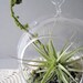 Green Layers Tillandsia Terrarium