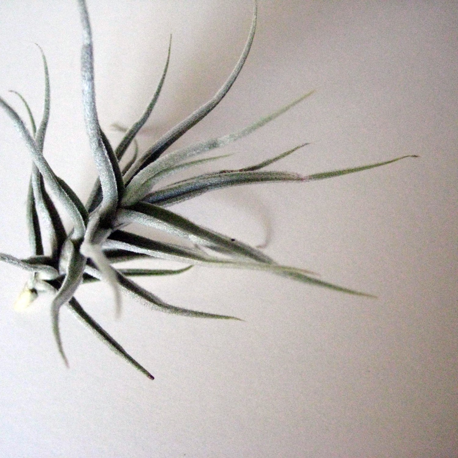 Tillandsia Paleacea // Air Plant // Terrarium