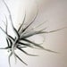Tillandsia Paleacea // Air Plant // Terrarium