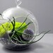Bulbosa and Echinops Terrarium