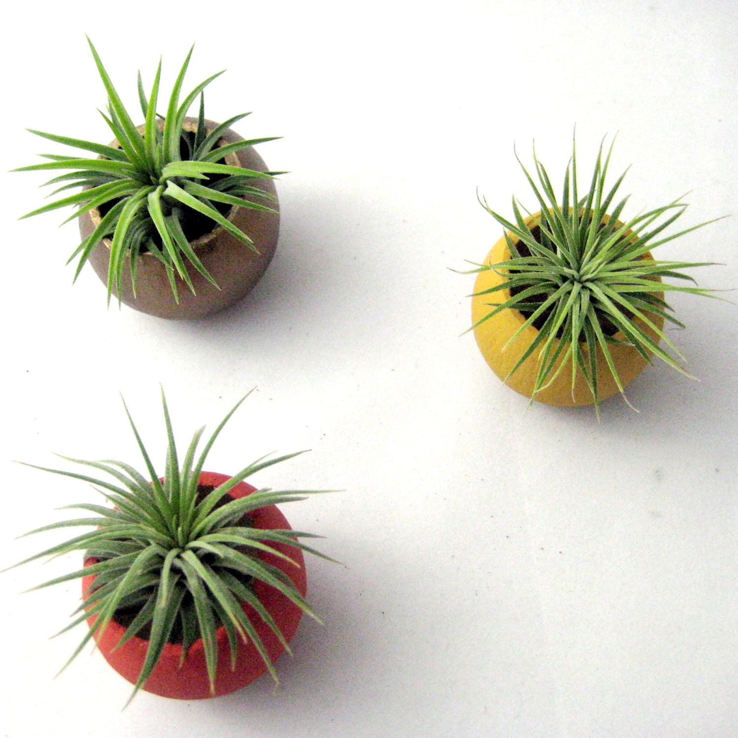 Mini Air Plant Container Pods  - Autumn Colors // Planter // Home and Garden // Gifts under 35