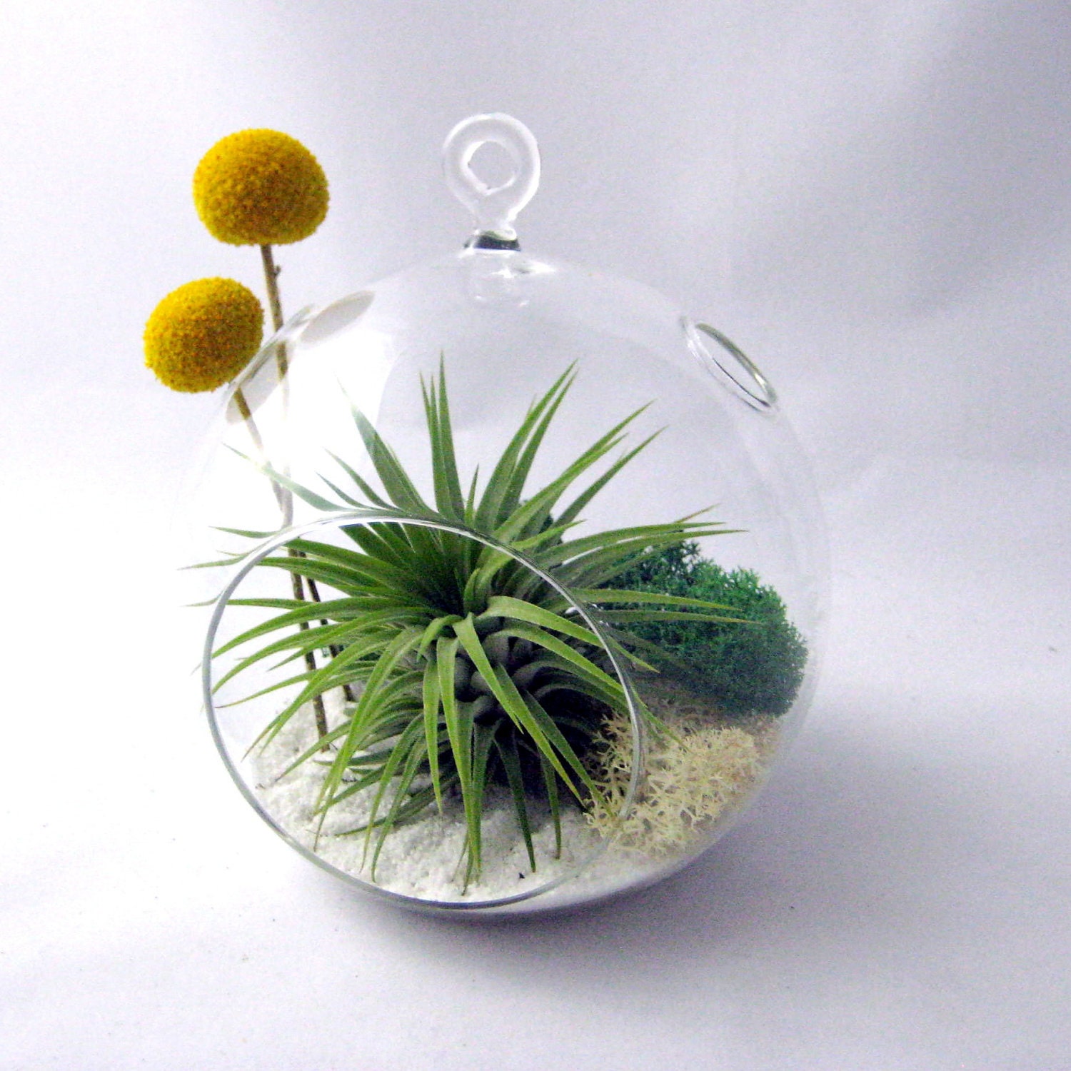 Tillandsia and Billy Buttons Part 2 // Air Plant Terrarium // Home and Garden