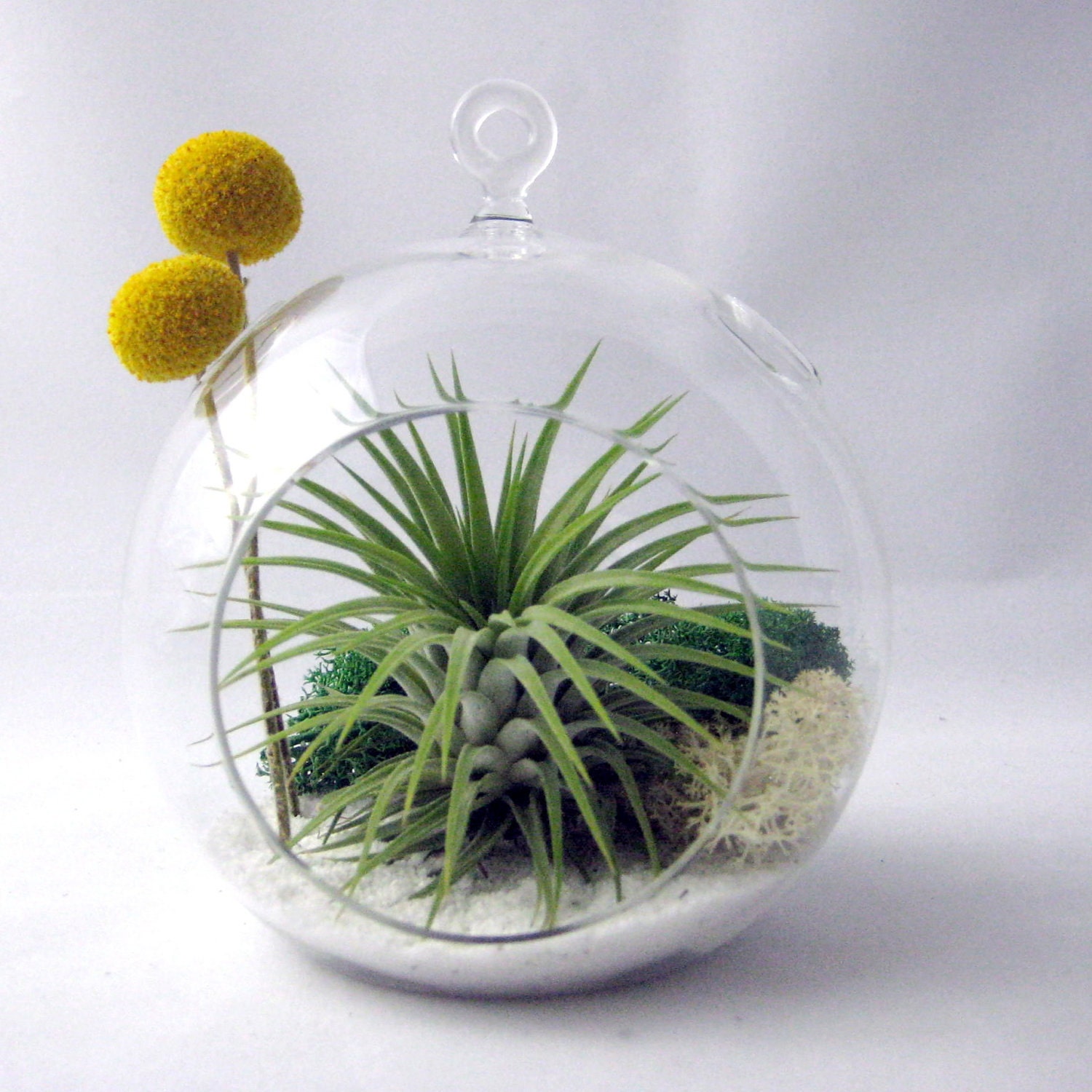 Tillandsia and Billy Buttons Part 2 // Air Plant Terrarium // Home and Garden