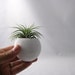 Mini Air Plant Container Pod - Sage // Planter // Living Home Decor // Home and Garden