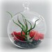 Mini Bulbosa Terrarium - Your Choice of Colors