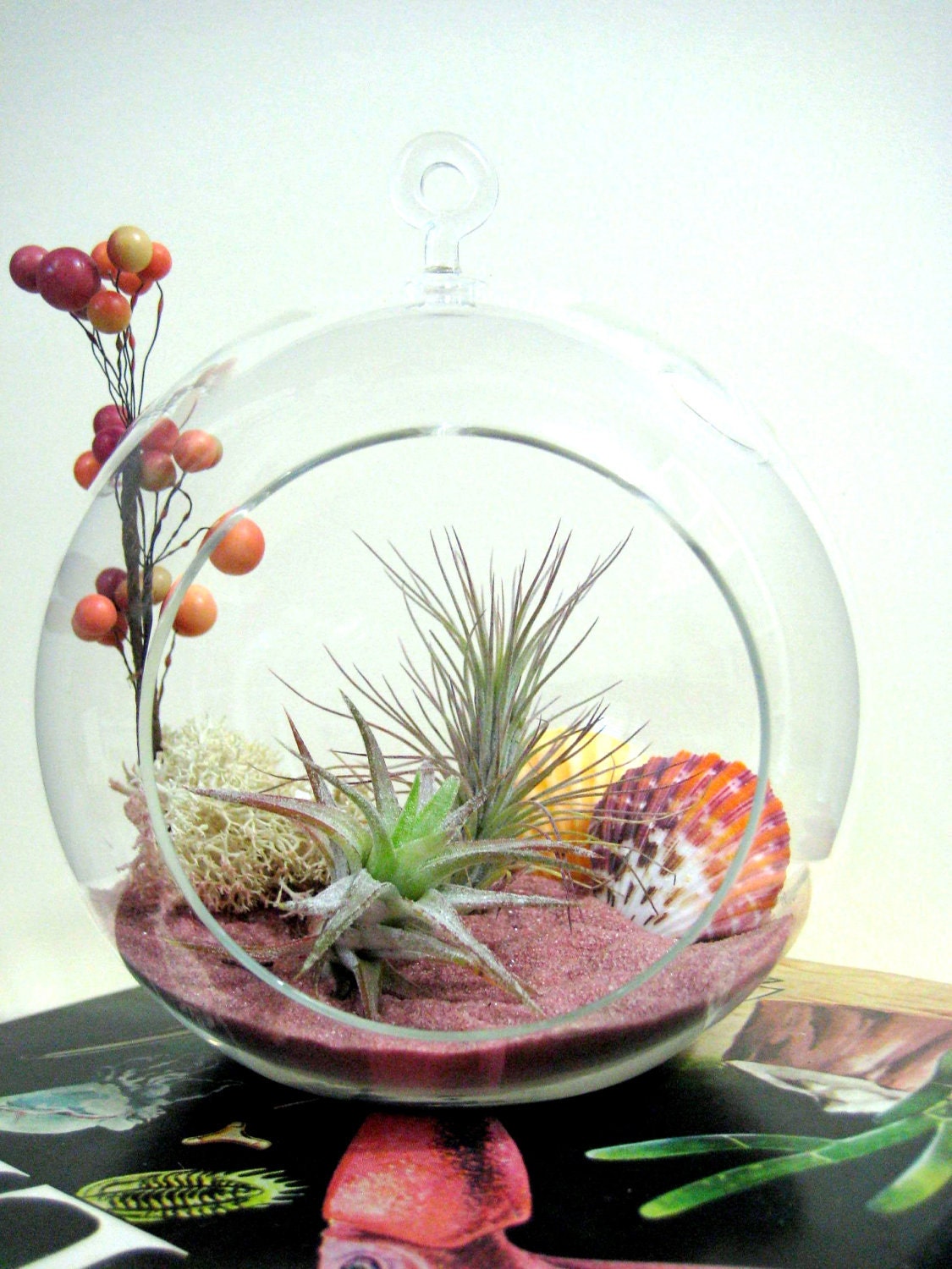 Pink Sand Tillandsia Terrarium