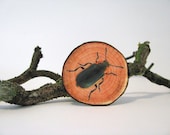 fake woodslice and beetle print brooch woodlands series - natural history - beetle print - redstitchlab