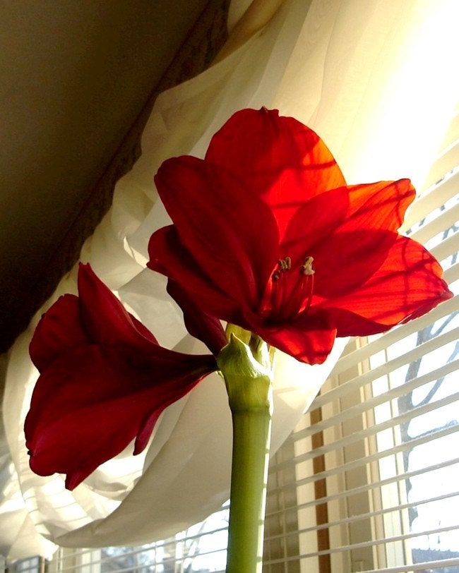 Photograph Amaryllis, 8 x 10 , Red Amaryllis Blossoms,  Fine Art Photograph