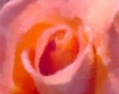 Spring Decor Flower Photograph Rose Honeysuckle Pink, 8 x 10, "HALLELUIAH EASTER SUNRISE'  Rose, Painted Fine Art  Photograph
