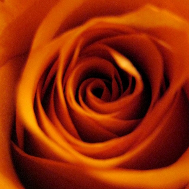 Copper Orange Rose 10 x 10 ROSE Blossom, Fine Art Photography, Modern Graphic Macro Rose