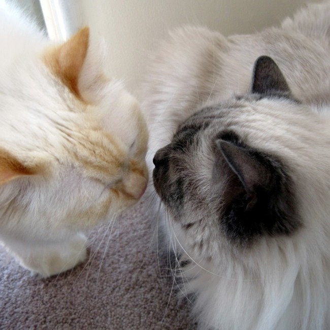 Kissing Kitties, White Ragdolls Kittens, 10 x 10 Photograph, Sugar And Honey, Sweet Kitty Kisses, Nursery Art