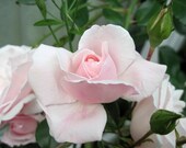 Pink Rose, 10 x 8 Photograph, Delicate Pale Pastel Pink Rose, Symbol Of Gentleness, Admiration, and Motherly Love, Maine Summer Garden