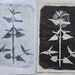 Moonlight Migration, gelatin monoprint