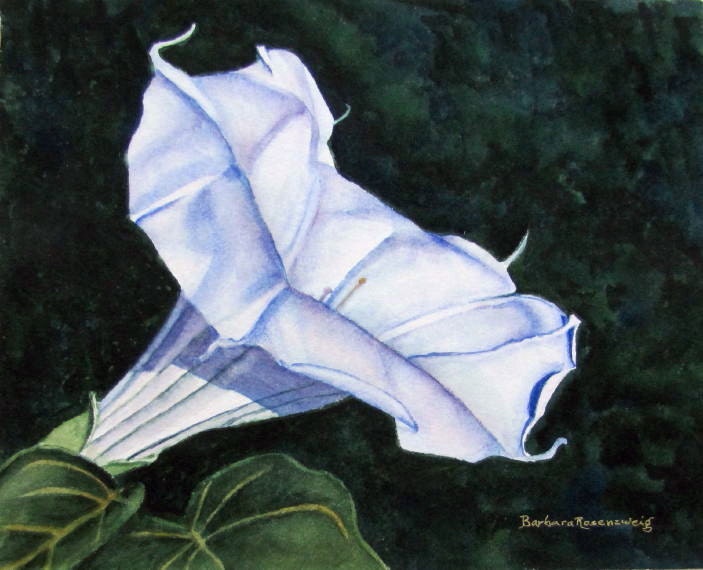 Devils Trumpet, Barbara Rosenzweig, Flower Art Print, Etsy, Floral Reproduction of Original Watercolor Painting