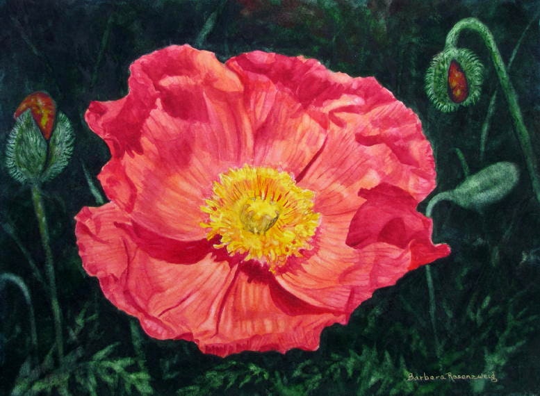 Red Poppy, Barbara Rosenzweig, Flower Art Print, Etsy, 11x14 Floral Reproduction of Original Watercolor Painting