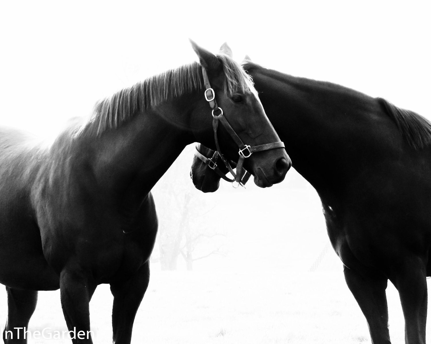 Black and White Horse Photograph 8x10 Equine Photography Horse Photography Digital File Download