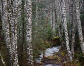 Fine Art Photography, Forest Photo Art Print,  "In the Woods"