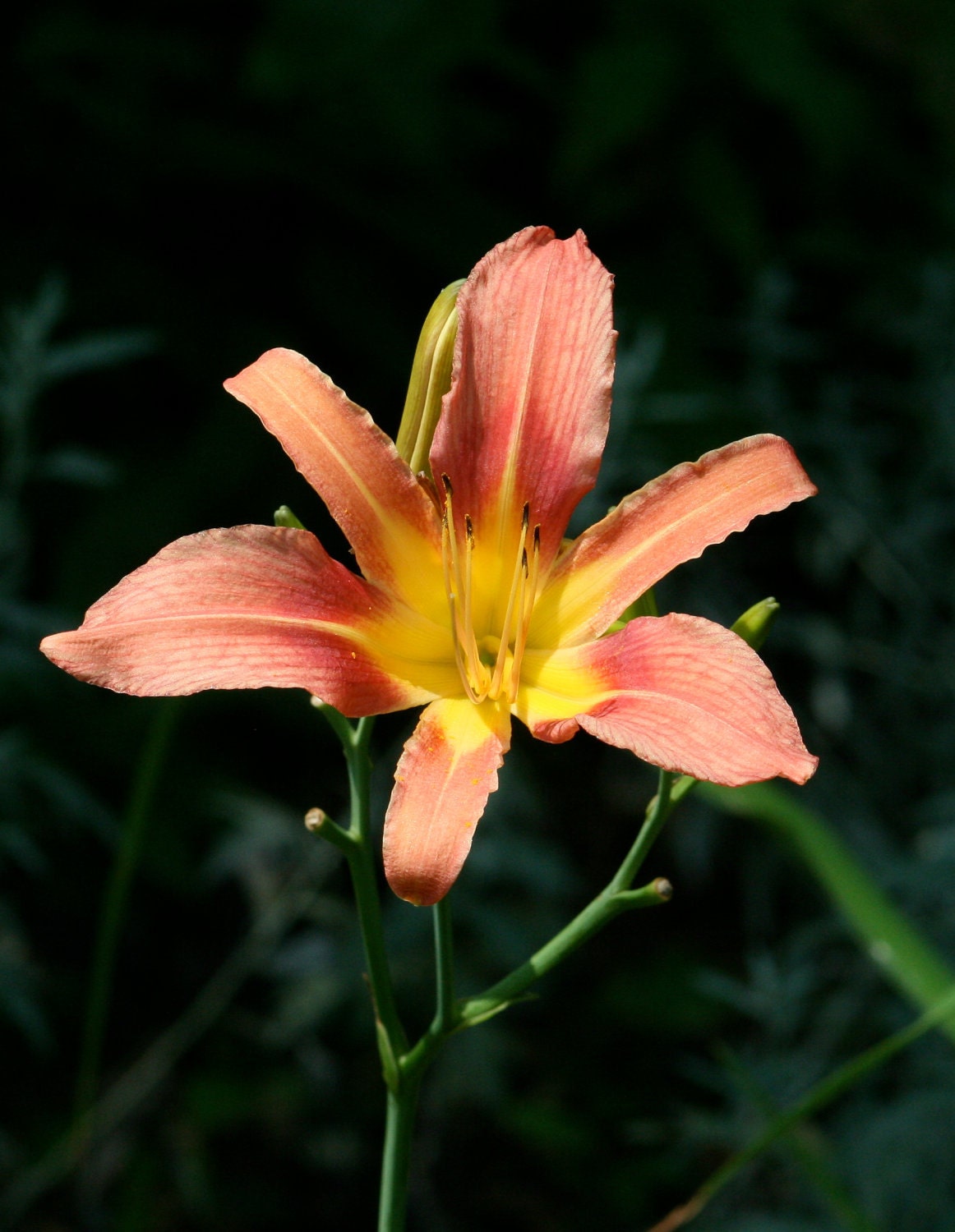 Fine Art Photography,Flower Photo Art Print, "Lily"