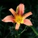 Fine Art Photography,Flower Photo Art Print, "Lily"