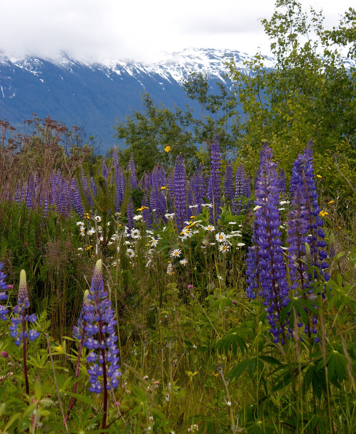 Fine Art Photography, Scenic Photo Art Print, "Wild Flowers"