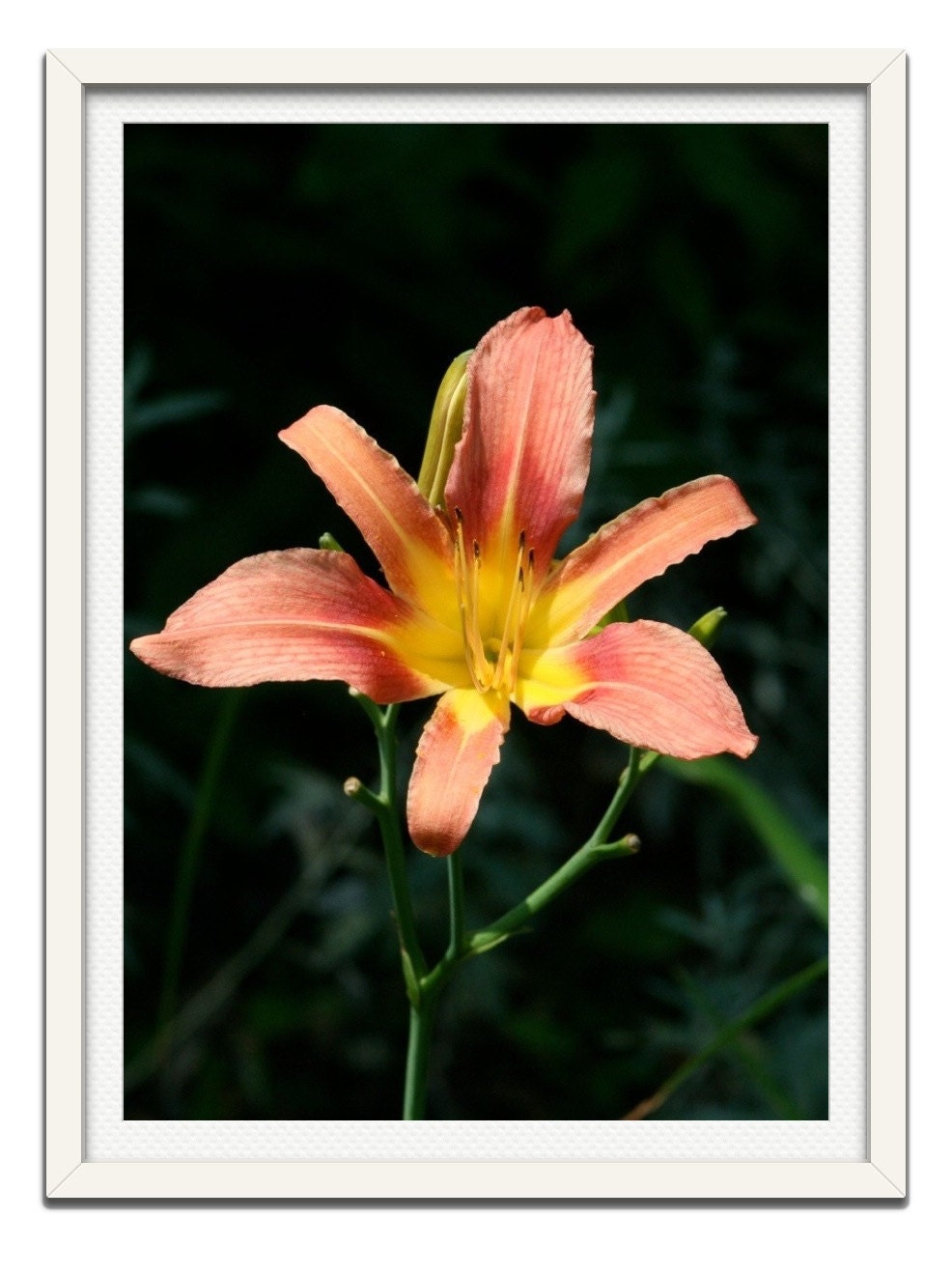 Fine Art Photography,Flower Photo Art Print, "Lily"