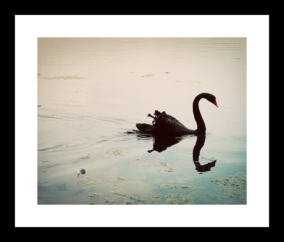 Black Swan Reflection - Photo Art Nature Pond Blue Yellow Elegant Florida - 8x10