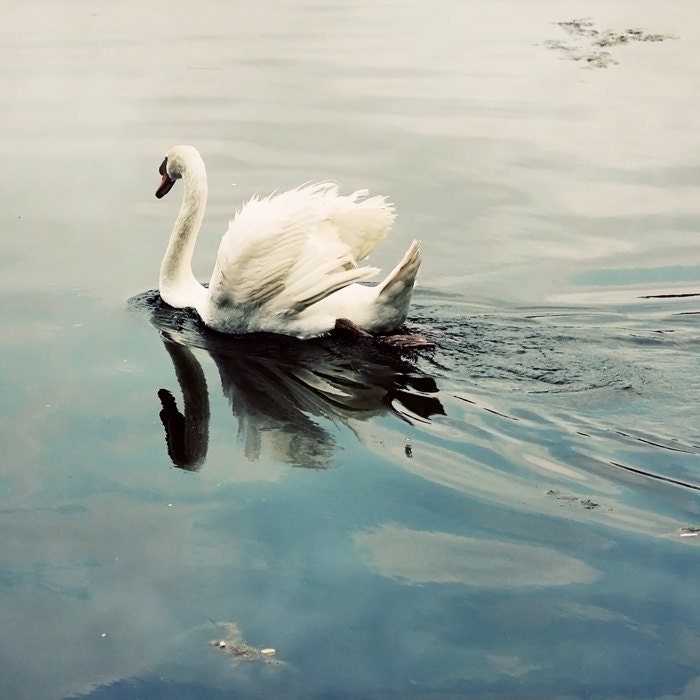 Tranquility - White swan floating on a pond - Vintage photograph - Blue and cream - Reflection - Square - 7x7
