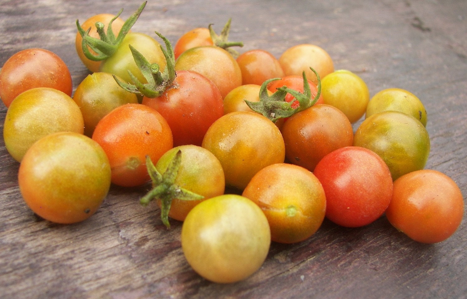 ChErrY ToMaToEs heirloom seeds from our organic garden