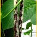 Yard long Tiger striped bean , heirloom , Very RARE
