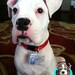 Tennessee Driver License Dog driver license Cat Driver License Double Side by ID4Pet