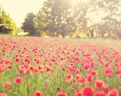 A poppy field in Provence - 8x12 or 8x10 or 8x8 - South of France sunset fine art photograph