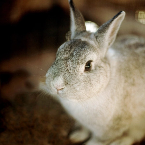 The cutest bunny - 8x8 - Rabbit fine art photograph print