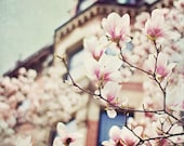 Magnolia tree under blue skies - 8x12 - Spring time magnolia flowers in bloom fine art photograph