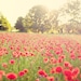 A poppy field in Provence - 8x12 or 8x10 or 8x8 - South of France sunset fine art photograph