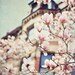 Magnolia tree under blue skies - 8x12 - Spring time magnolia flowers in bloom fine art photograph