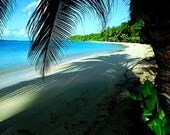 Island Coconut Handmade Soap