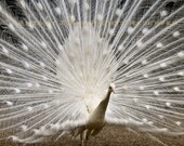 Beautiful Majestic White Peacock 8 x 8 Fine Art Print