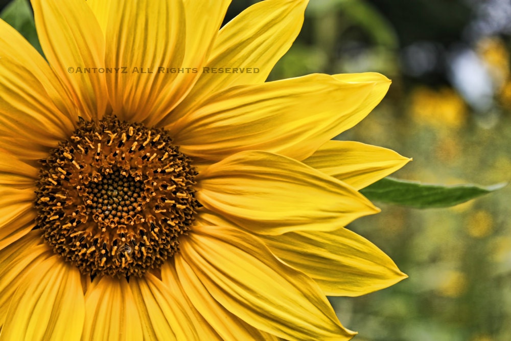 glorious sunflower 8 x 10 Fine Art Print