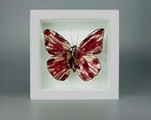 Purple Butterfly