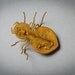 Vintage metal brooch, shape of bug