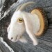 Miniature goat torso